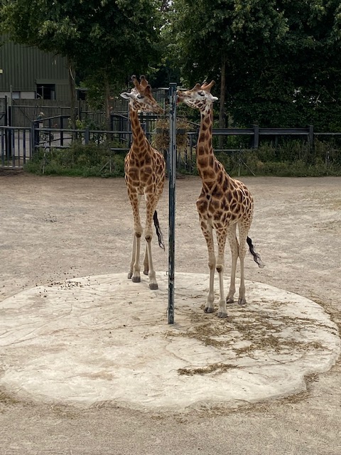 ThePrintedImage's tweet photo. Our recent visit to the zoo @DublinZoo ๐ฅฐ
#reaching new heights #nature #beauty #phoenix park #zoo
#TwitterTeams #TPITwitterTeams
- Audrey https://t.co/h5rceZxQKN