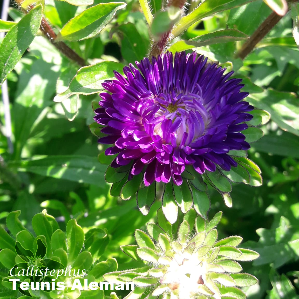 summerflowersNL's tweet image. De volledige naam van deze bloem is Callistephus chinensis. De eerste helft van de naam betekend éénjarige Aster en geeft het verschil aan met de herfstaster, die een vaste plant is. De tweede helft van de naam geeft aan dat de plant uit China komt.

#Summerflowers #Callistephus