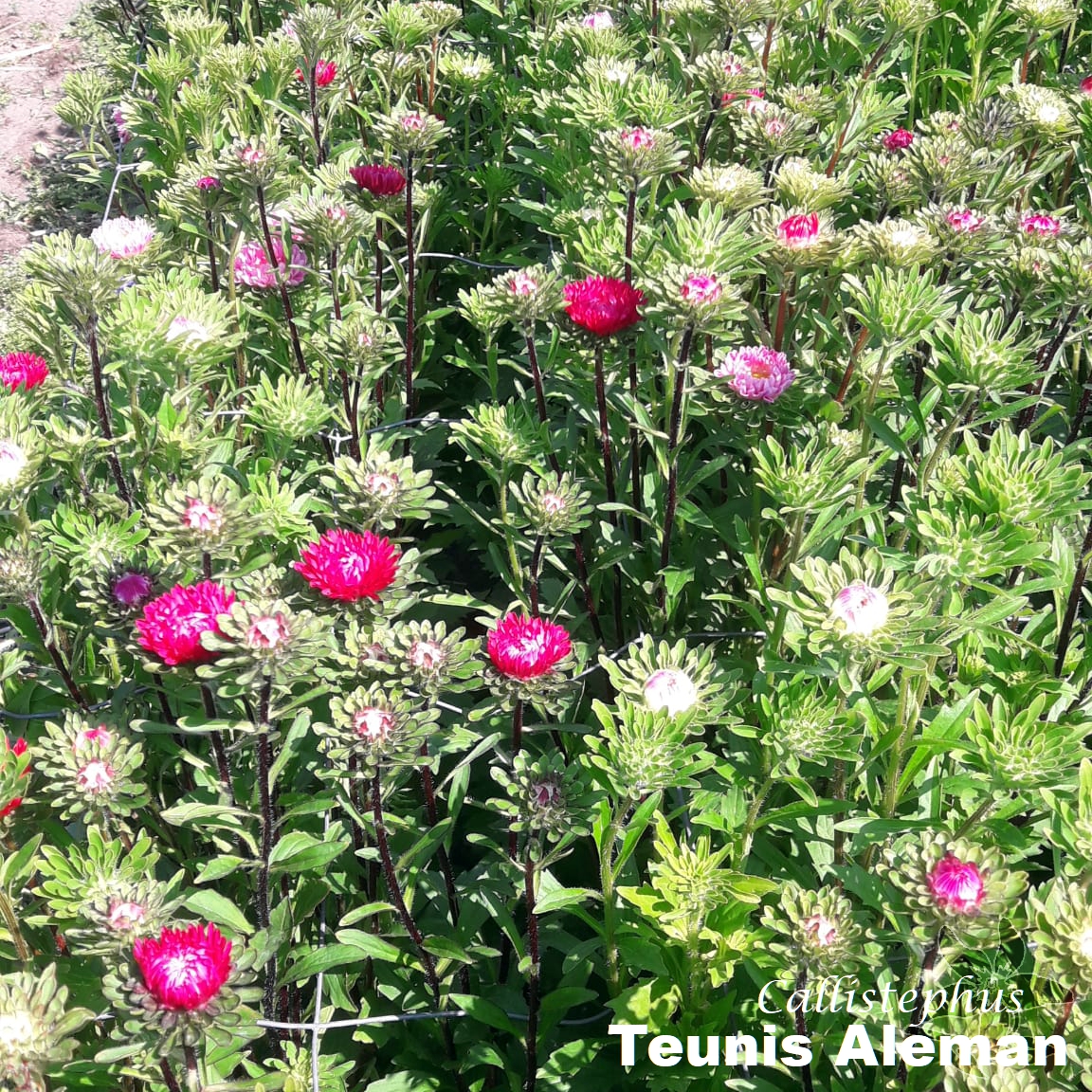 summerflowersNL's tweet image. De volledige naam van deze bloem is Callistephus chinensis. De eerste helft van de naam betekend éénjarige Aster en geeft het verschil aan met de herfstaster, die een vaste plant is. De tweede helft van de naam geeft aan dat de plant uit China komt.

#Summerflowers #Callistephus