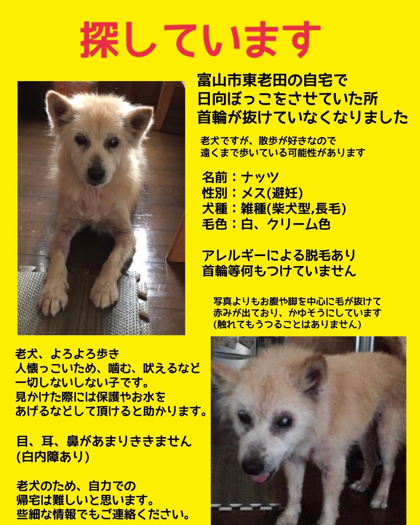 迷い犬を探しています 富山 連絡済み 富山西警察署 富山市保健所 動物管理センター アイビー動物病院 その他周辺のスーパーなど 御協力よろしくお願いいたします T Co 7zx8nxtwcl Twitter