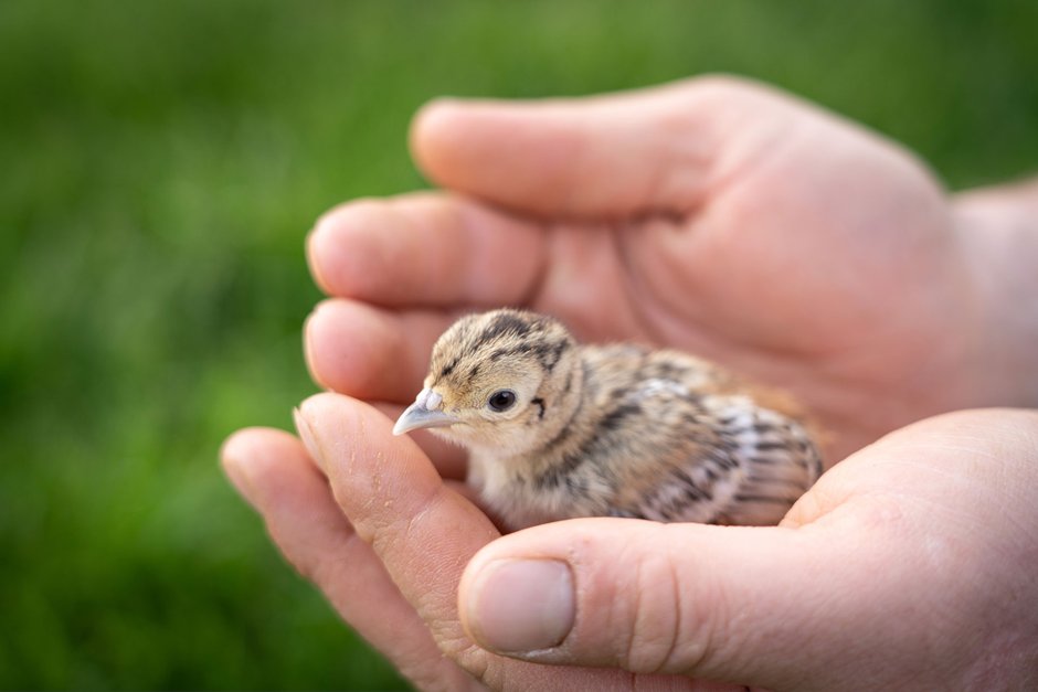 foxypheasant (@foxypheasant) on Twitter photo Read our latest blog by Director and Conservationist Amanda Harris-Lea as she introduces the new Voice of shooting @AimToSustainUK and explains how you can do your bit to get involved.
foxypheasant.co.uk/2021/07/29/aim… <a href="/GwctWales/">GWCT Cymru | Wales</a> <a href="/woodcockwatch/">GWCT Woodcock Watch</a> <a href="/Gameandwildlife/">The Game & Wildlife Conservation Trust</a> Read our latest blog by Director and Conservationist Amanda Harris-Lea as she introduces the new Voice of shooting @AimToSustainUK and explains how you can do your bit to get involved.
foxypheasant.co.uk/2021/07/29/aim… <a href="/GwctWales/">GWCT Cymru | Wales</a> <a href="/woodcockwatch/">GWCT Woodcock Watch</a> <a href="/Gameandwildlife/">The Game & Wildlife Conservation Trust</a>