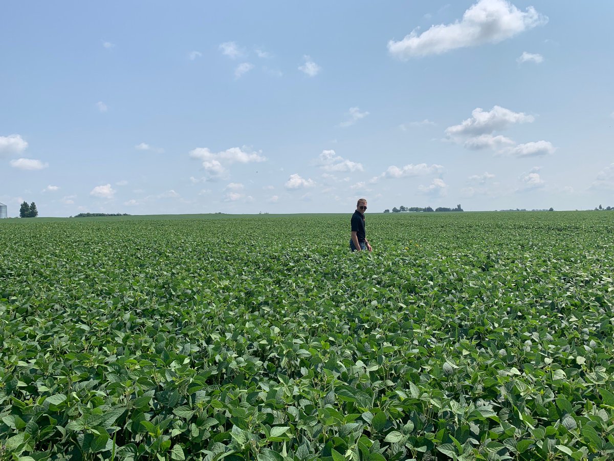 NufarmCA's tweet photo. Nufarmers @h_bandere and @FieldTalk are seeing excellent weed control in this #soybean field where #TriActor pre-emergent herbicide was applied. Learn more about TriActor https://t.co/jcowYdJEXu #OntAg https://t.co/t1XbLuv55H