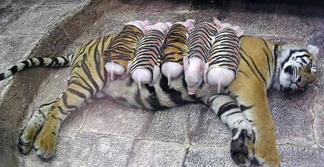 Happy #nationaltigerday 🐯

We'll just leave this here...