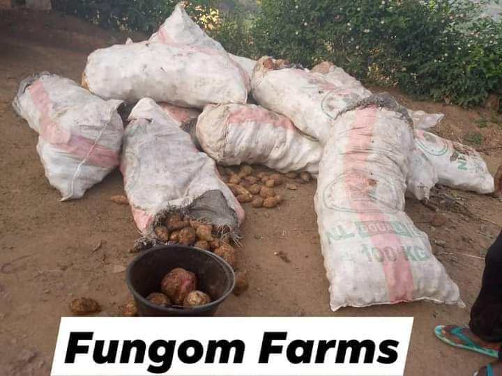 FungomF's tweet photo. In #Cameroon, we are the "only" agro-industrial entity that produces bread locally from Sweet Potato flour. We are able to achieve this feet through CIGs which impact local communities positively ensuring food safety and sustainability.

@Cirad @MinaderCm @CRTV_web @FAO @USDA https://t.co/wxSdQ18Ph9