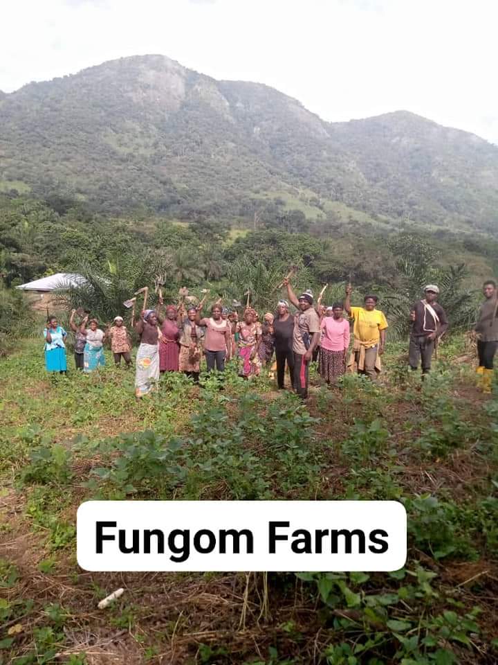 FungomF's tweet photo. In #Cameroon, we are the "only" agro-industrial entity that produces bread locally from Sweet Potato flour. We are able to achieve this feet through CIGs which impact local communities positively ensuring food safety and sustainability.

@Cirad @MinaderCm @CRTV_web @FAO @USDA https://t.co/wxSdQ18Ph9