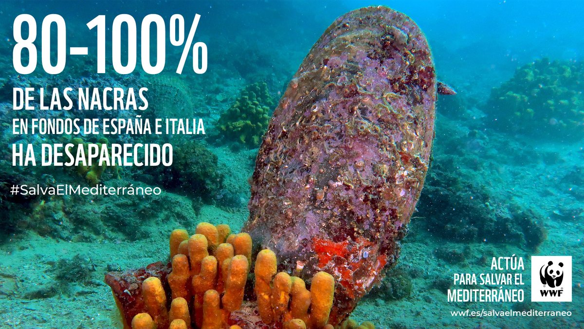 Las especies autóctonas están desapareciendo del #Mediterraneo. Las nacras, filtradoras y depuradoras del agua, están en peligro en los fondos de España e Italia. No podemos perder esta riqueza submarina <a href="/mitecogob/">Transición Ecológica y Reto Demográfico</a> #SalvaelMediterráneo #30by30 #BluePanda wwf.es/salvaelmediter…