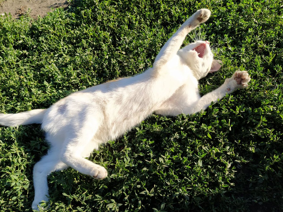 Daria_Magpie's tweet photo. #коточетверг
Я: Нет, я не люблю домашних животных, и в будущем, живя отдельно, не буду их заводить🙅🏻
Так же я – в гостях все время провожу с котом👌🏻 https://t.co/5ZXLtq1JdQ