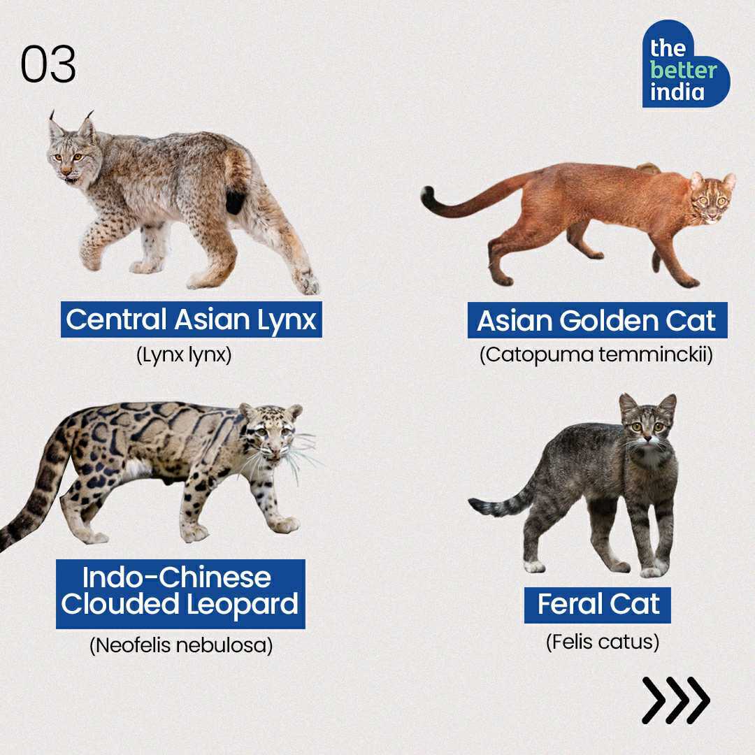 thebetterindia's tweet photo. We know it's #InternationalTigerDay, but we are sure that India's biggest cat won't mind sharing the spotlight with his siblings. More people need to know about the #BigCatsOfIndia, because their survival ultimately depends on awareness and conservation. Don't you think so? https://t.co/rJ9E0LVC2A