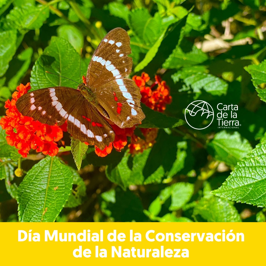 FundacValores's tweet photo. Hoy honramos el Día Mundial de la Conservación de la Naturaleza como un día de Integridad Ecológica. 

https://t.co/UGKh44WWJD https://t.co/N9aodIbQDt
