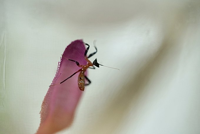 Twoucan ハナカマキリ の注目ツイート イラスト マンガ コスプレ モデル