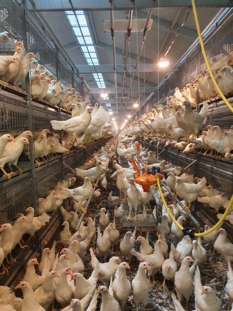 Alle H&amp;N Nick Chick hennen die eind september 2021 worden afgeleverd  zijn van een nieuwe generatie en produceren nog meer verse tafeleieren! 

- Verbeterde legpersistentie
- Hogere piekproductie
- Eigewicht van c.a. 60/62 gram
- Betere eischaal
- Beter verenkleed