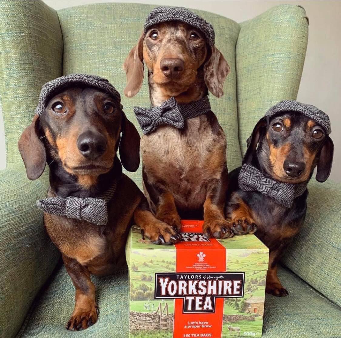 TheYorkshirema5's tweet photo. Yorkshire Tea loaf available now #yorkshiretea https://t.co/NObz6mftnn