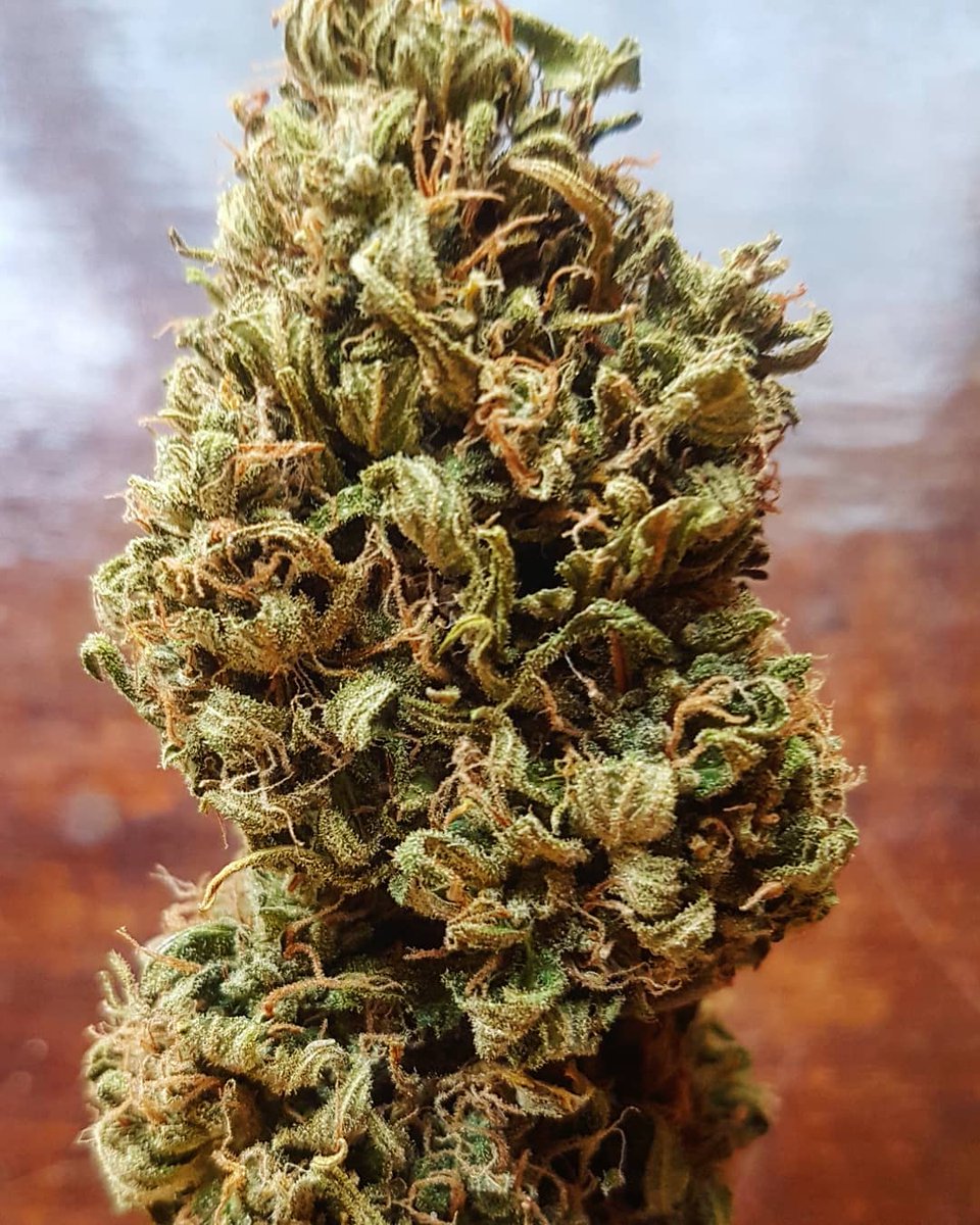 Sophie_MJ's tweet photo. Desde hace mucho tiempo dejé de tomar ibuprofeno para mis dolorazos de la regla.
Elijo cepas con alto contenido en THC para aliviar la inflamación y los dolores en los ovarios y en los riñones.
#AutoColoradoCookies🍪 @GreenbudSeeds @INMAQ16 @Apez140 me va de lujo❤
Gracias❤🌱 https://t.co/wSZCBsndLz