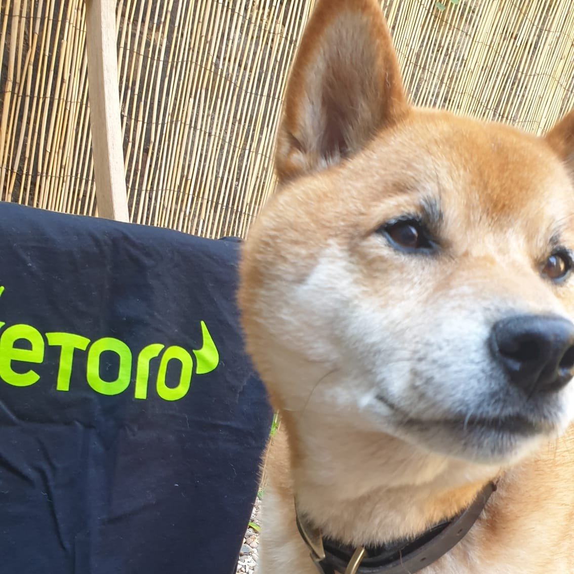 Etoro Lists Cryptoasset Shiba Inu Twitter