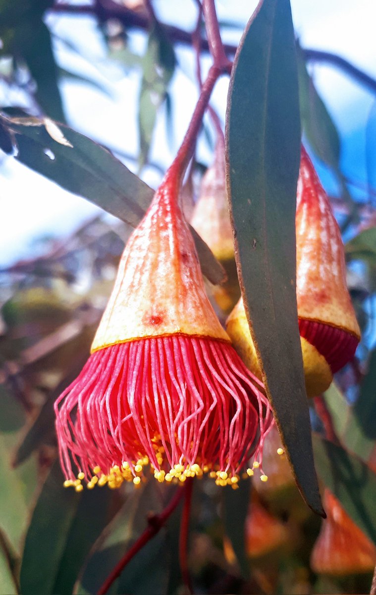 Meldawson6's tweet photo. ..give me my gum nuts..π€ #Eucalyptus #AussieBush #SaveArthursSeat https://t.co/D1GKQ1ESny