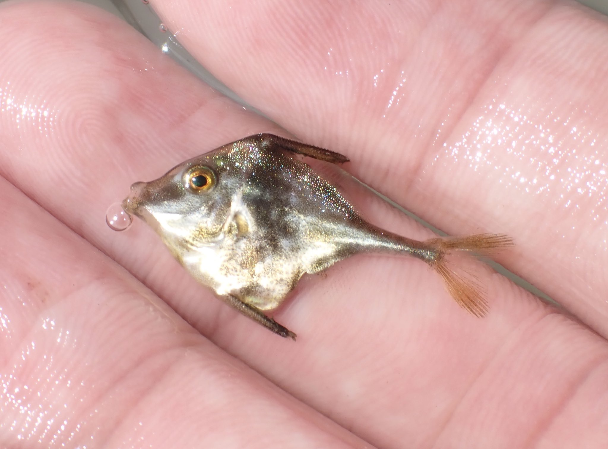 ふなのぼり ギマの赤ちゃん 子供の時にだけ見れる小さな天の川を乗せたお魚さんです T Co 7h1iz5zcxd Twitter