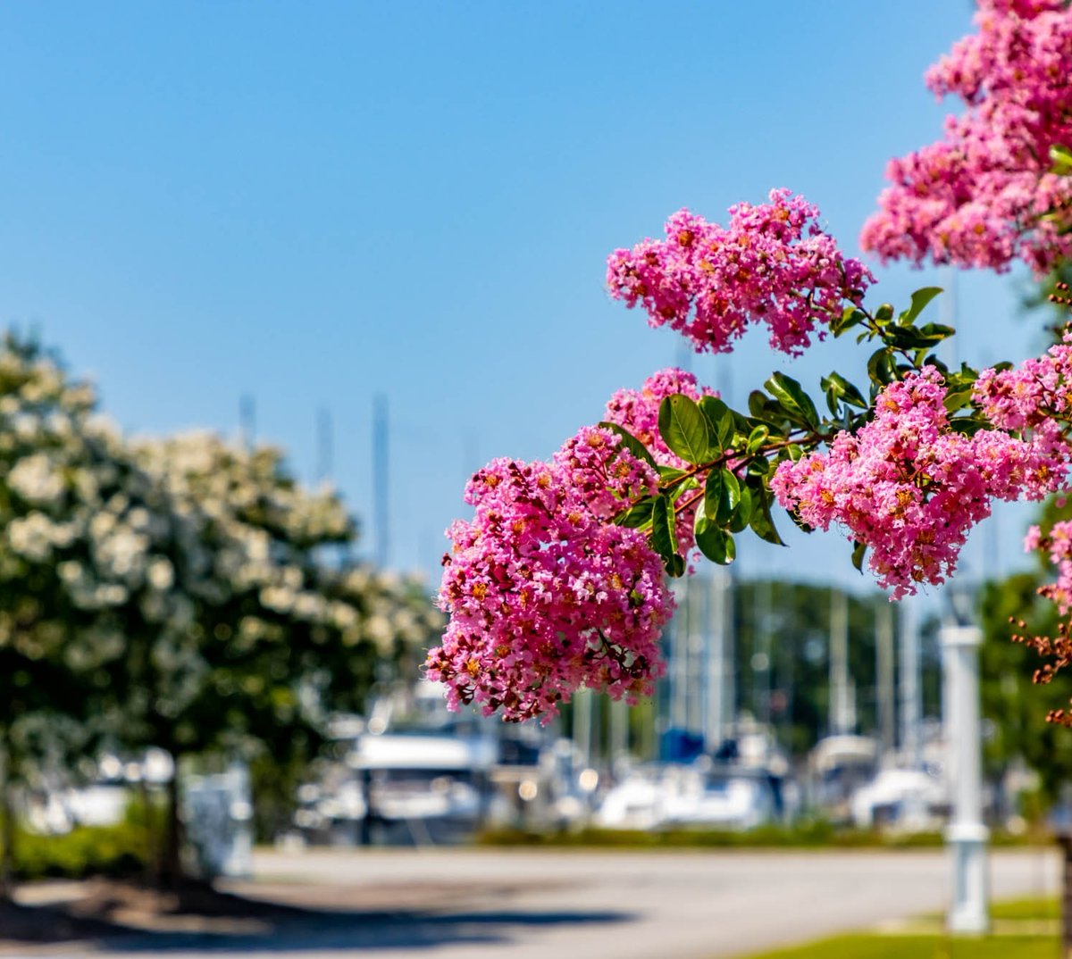 Did you know Crepe Myrtles have been around for more than one thousand years? Now that's a tree that has certainly set some roots!