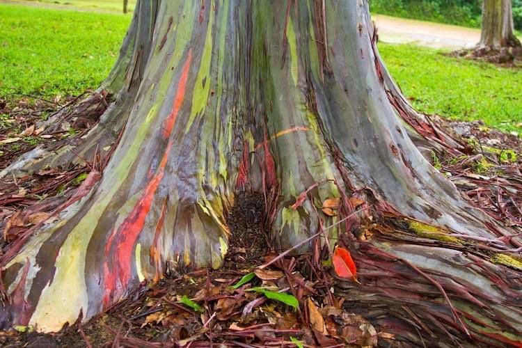 TropicalSpace2's tweet photo. Eucalyptus deglupta
ุงู rainbow eucalyptus
ููุน ู
ู ุงููุงุน ุงููุงููุฑุ ุดุฌุฑุฉ ู
ู
ูุฒู ู
ูุทููุง ุงูุงุตูู ุฌููุจ ุดุฑู ุงุณูุง ูุงุณุชุฑุงููุง
ุงูู
ู
ูุฒ ูููุง ุฌุฐุนูุง ุงูู
ููู ุจุฃููุงู ู
ุฎุชููู ูุฏู ุงููู ุจูุฏูููุง ุงูุดูู ุงูุฌู
ุงูู #landscape #tropicalspace https://t.co/JGVVtJCkap