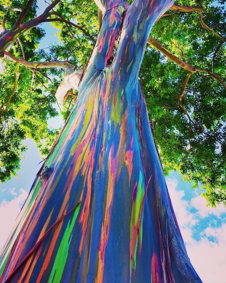 TropicalSpace2's tweet photo. Eucalyptus deglupta
ุงู rainbow eucalyptus
ููุน ู
ู ุงููุงุน ุงููุงููุฑุ ุดุฌุฑุฉ ู
ู
ูุฒู ู
ูุทููุง ุงูุงุตูู ุฌููุจ ุดุฑู ุงุณูุง ูุงุณุชุฑุงููุง
ุงูู
ู
ูุฒ ูููุง ุฌุฐุนูุง ุงูู
ููู ุจุฃููุงู ู
ุฎุชููู ูุฏู ุงููู ุจูุฏูููุง ุงูุดูู ุงูุฌู
ุงูู #landscape #tropicalspace https://t.co/JGVVtJCkap