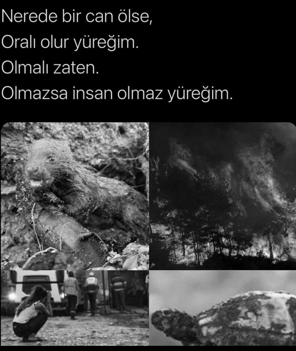 Semih Ateş (@atessemihtr) on Twitter photo 
