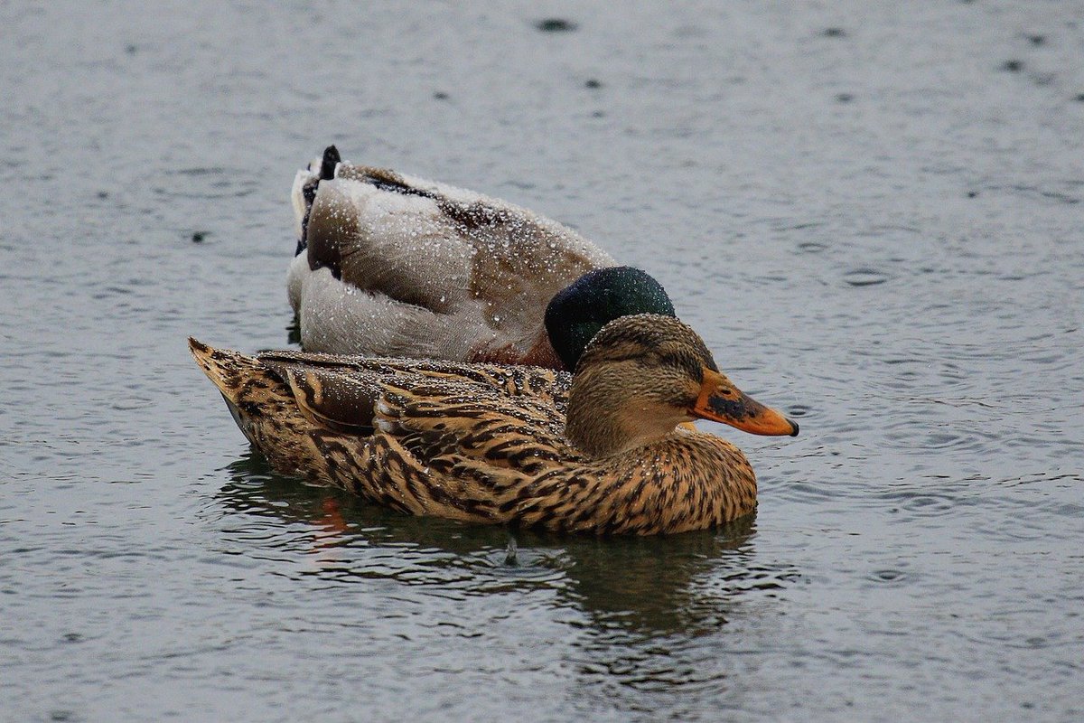 ellisonprinting's tweet photo. One bonus to the rain, we have ducks swimming in the building! That is a joke, just in case you were wondering😅 https://t.co/mJM4OpyjoX