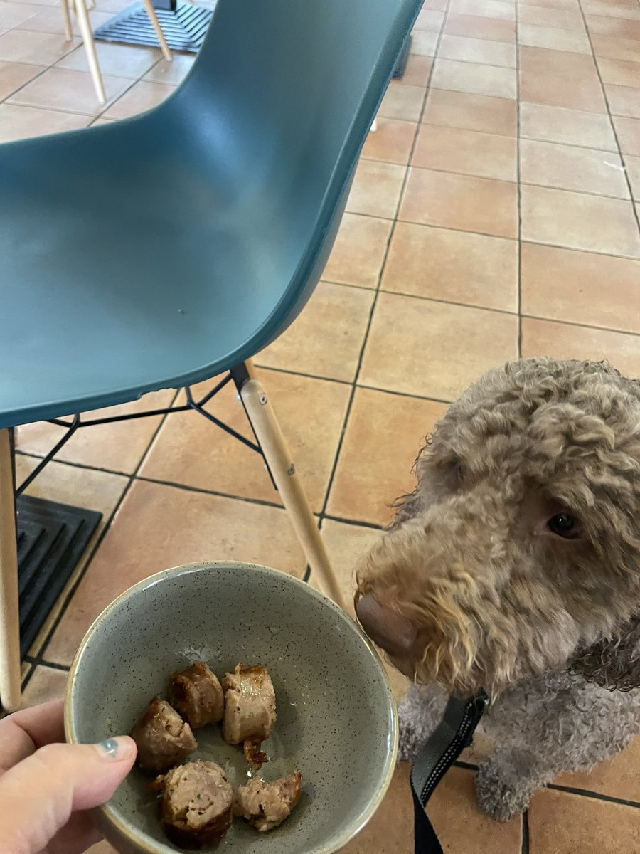 karenohara76's tweet photo. Sniffing, swimming and sausages- @MostonFieldsPS school dogs need a summer holiday from too!๐
#lifeofMurphy #HeatonPark #downtime https://t.co/hCETPmyUzo