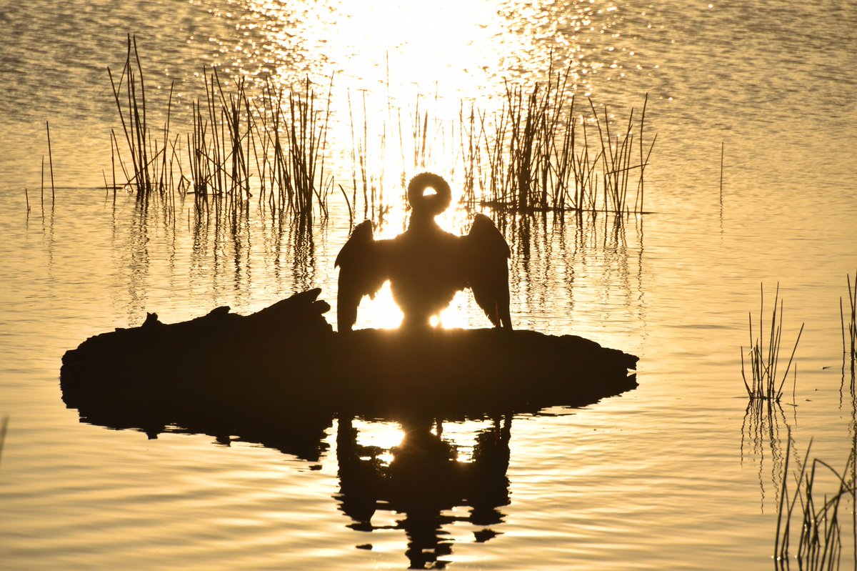 ArtAttackNYC's tweet photo. Happy Thursday all!
#birds #birdphotography #goldenhour #sunrise #amphoto #silhouette #photooftheday #photographer #dmassnyc #shutterstock https://t.co/1HMrEQdjR2