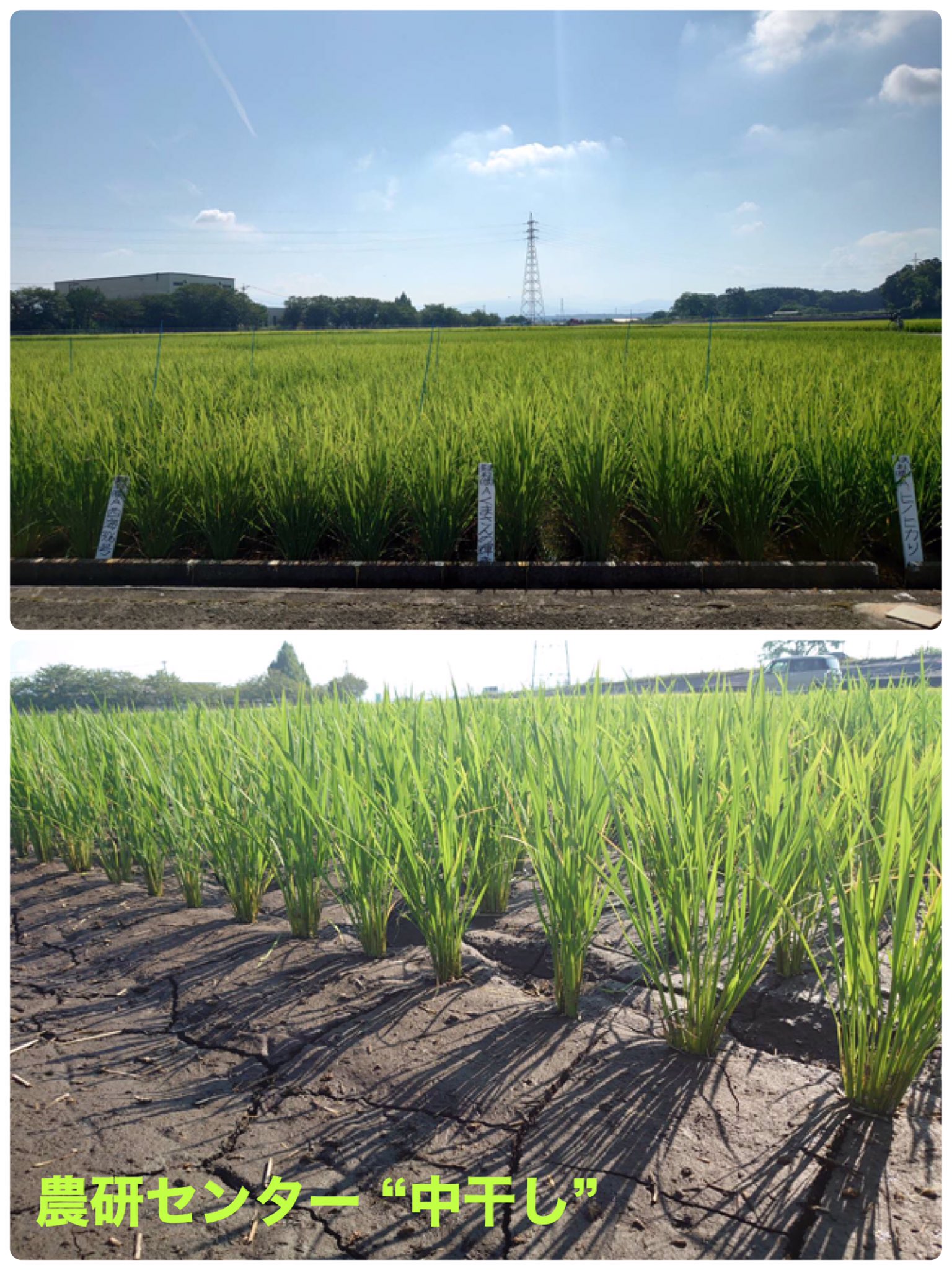 中干し Twitter Search Twitter