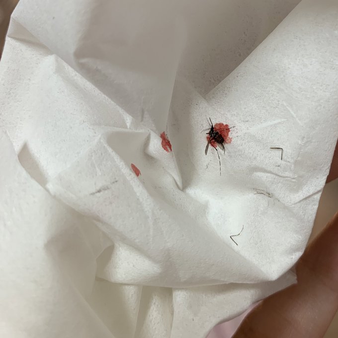 すごい！見て！たまたま生きたままの蚊を捕まえられたの！！！！ すごいこんなにお腹が赤くなって膨らむんだね！知らなかったー！ いつも確認できるのはこのティッシュみたいに潰した後だったから。ちょっと興奮！！ #代償は足の痒み。 #蚊さんには悪いけど感動した件。<a href="/tag/%E4%BB%A3%E5%84%9F%E3%81%AF%E8%B6%B3%E3%81%AE%E7%97%92%E3%81%BF"class="tags">#代償は足の痒み</a><a href="/tag/%E8%9A%8A%E3%81%95%E3%82%93%E3%81%AB%E3%81%AF%E6%82%AA%E3%81%84%E3%81%91%E3%81%A9%E6%84%9F%E5%8B%95%E3%81%97%E3%81%9F%E4%BB%B6"class="tags">#蚊さんには悪いけど感動した件</a>