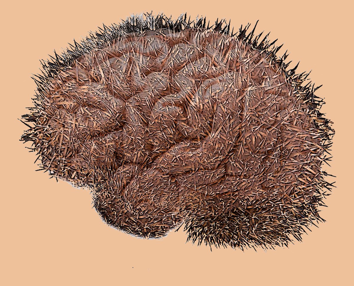 The June cover of <a href="/Brain1878/">Brain</a> highlights our work on how Hedgehog signaling attenuates T cell-driven neuroinflammation. Cover work conceptualized by #NailBenallegue (not in Tweeter). We want to thank the editorial team for selecting our design.

academic.oup.com/brain/issue/14…