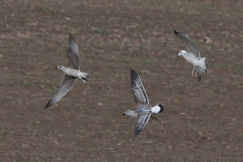 BirdsInFlight's tweet image. We have four new species online:
Cirl Bunting, Northern Wheatear, Yellow-legged Gull &amp;amp; Caspian. We are sure you already guess which rather difficult group we are working hard to complete soon...
-&amp;gt; birds-in-flight.net
#birdsinflight #birdmigration  #birdID #birdIDguide