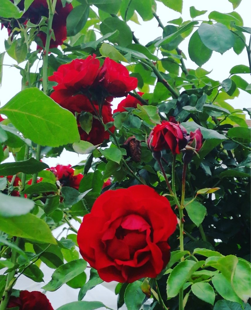 As sweet as any summer Rose, Rosalinds love for Orlando grows! 🌹
Come &amp; watch the best romantic comedy of the year at  Wentes Meadow, #Presteigne on 13th &amp; 14th &amp; <a href="/BOATheatre/">Brighton Open Air Theatre</a> on 21st August! 

Link to tickets in bio!

#love #romanticcomedy #comedy #romance #theatre #wales #arts