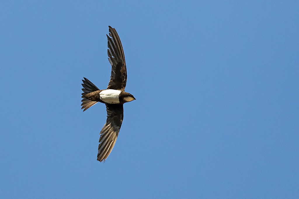 BirdsInFlight's tweet image. Comprehensive updates in two species:
Alpine Swift
-&amp;gt; birds-in-flight.net/?p=9349
European Honey Buzzard
-&amp;gt; birds-in-flight.net/?p=6416
#birdsinflight #birdmigration #birdID #birdIDguide