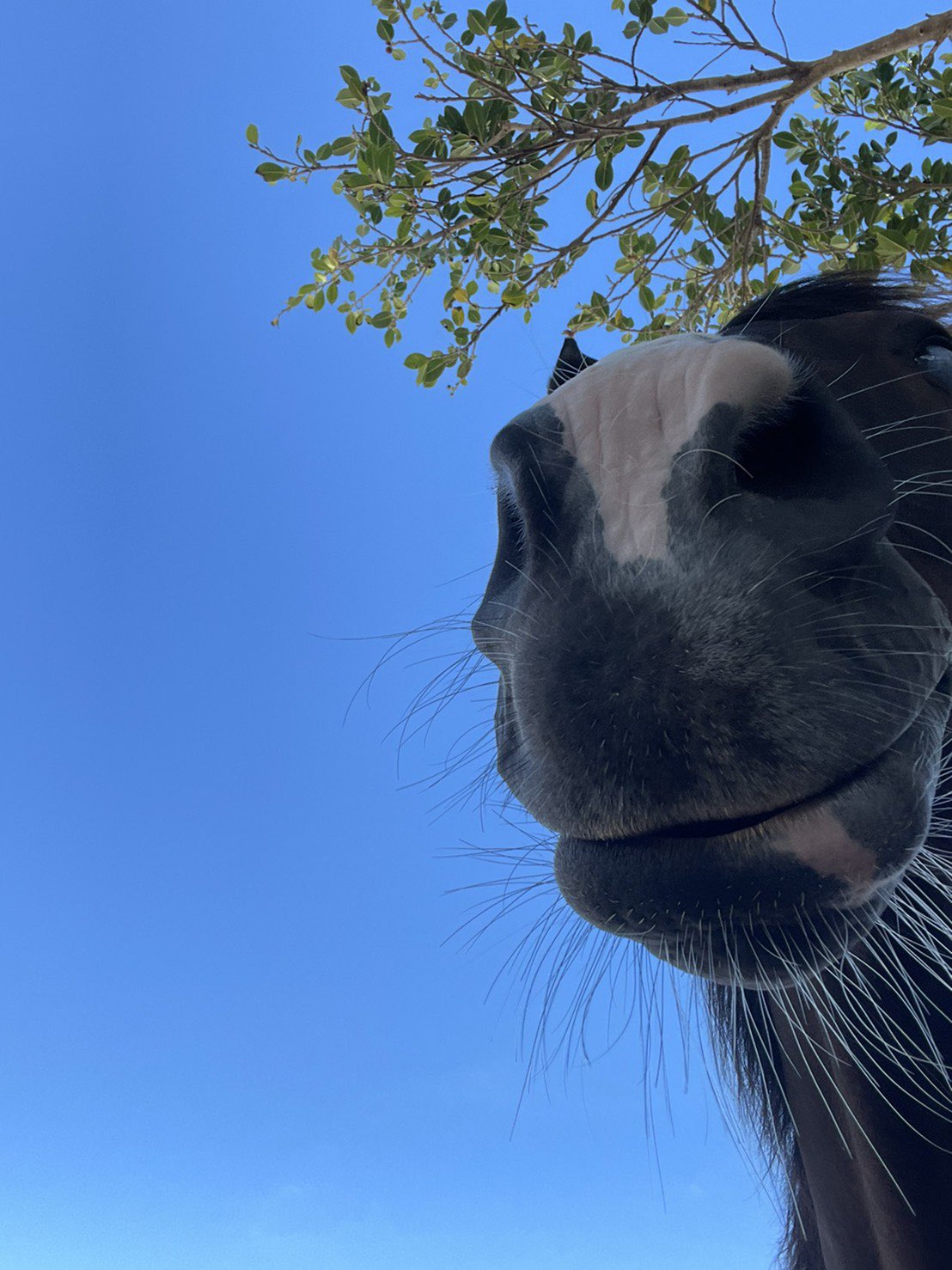 Mihara Horse Riding Club of Okinawa on Twitter "アクアと空の コラボ 最高のコラボ 最高の写真 うちの子最高…