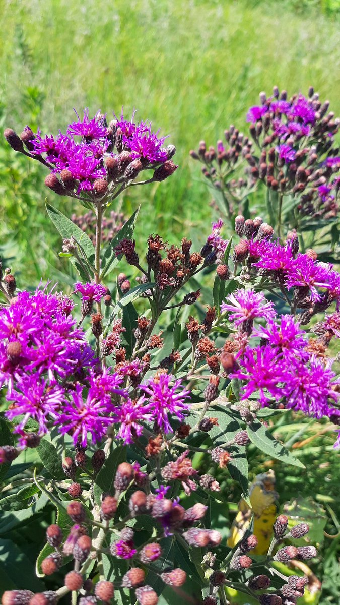 JAjowele's tweet photo. Purple and blue dominating @KonzaLTER tall grass prairie at the moment #BlackBotanistsWeek 
#BlackBotanistsWeek2021 https://t.co/WZhWB7Qt3z