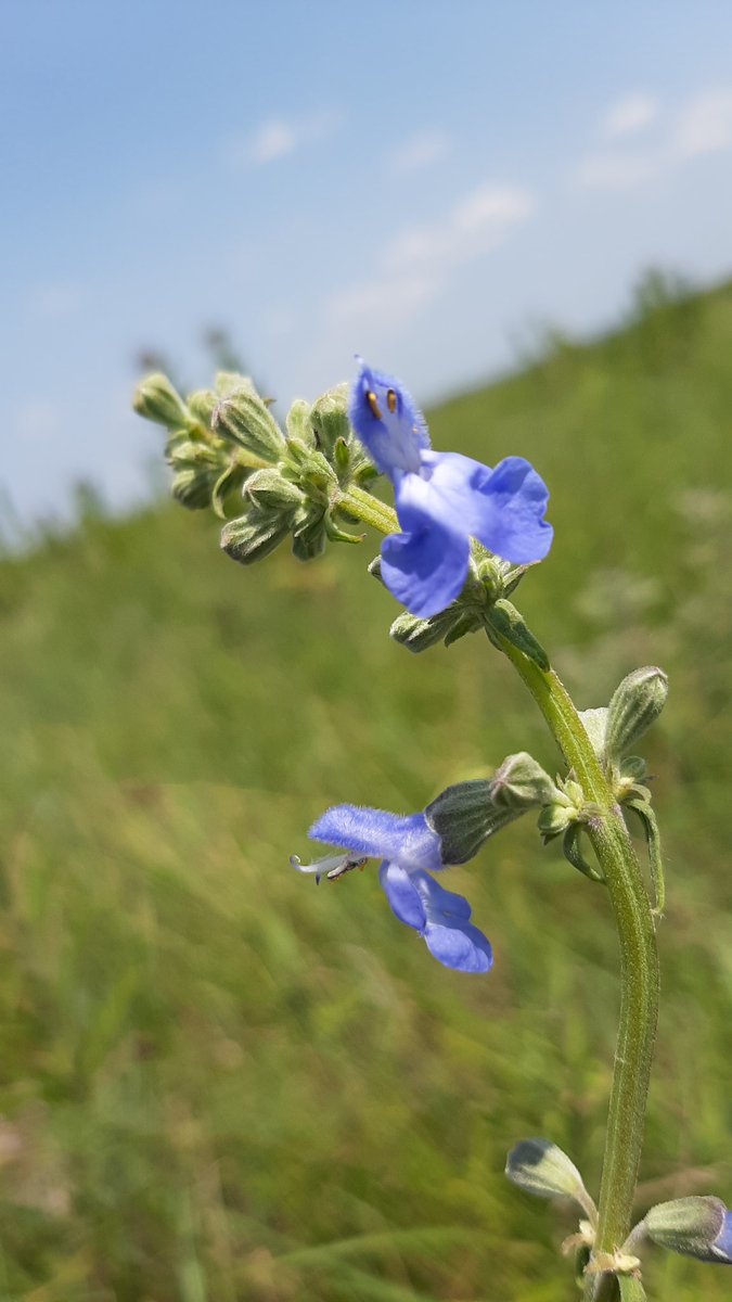JAjowele's tweet photo. Purple and blue dominating @KonzaLTER tall grass prairie at the moment #BlackBotanistsWeek 
#BlackBotanistsWeek2021 https://t.co/WZhWB7Qt3z