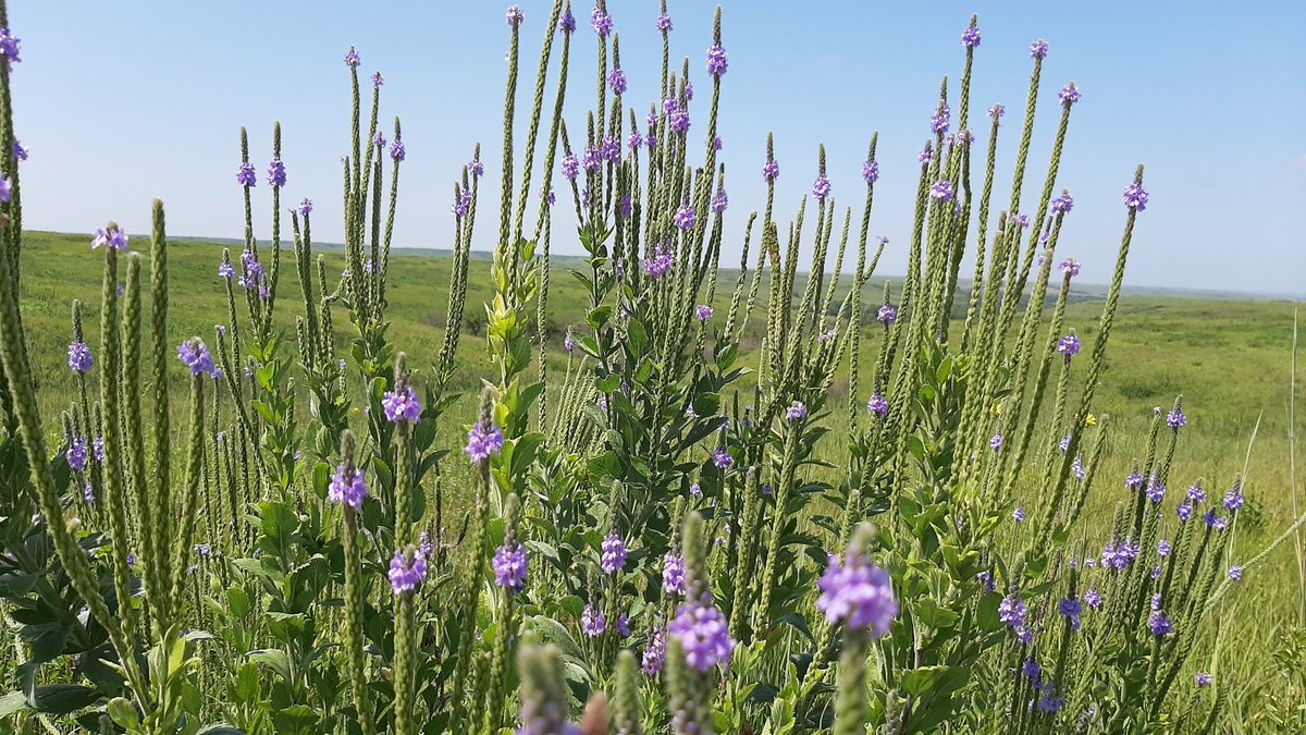 Purple and blue dominating <a href="/KonzaLTER/">Konza Prairie LTER</a> tall grass prairie at the moment #BlackBotanistsWeek 
#BlackBotanistsWeek2021