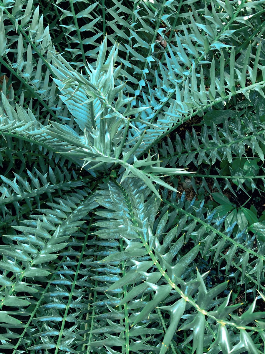 Heyy!👋🏾 I’m Taylor, PhD student studying plant-microbe interactions 🦠🌱 I love plants—yet I like to make plants sick by infecting them w/ bad bacteria 🧫💉#BlackBotanistsWeek #BlackBotanistsWeek2021