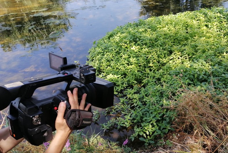 consorcibesos's tweet photo. 📹📢@IsnardManel, responsable de Medi Fluvial del @consorcibesos, ha explicat avui a @vallesvisio els treballs d'erradicació de l'Alternanthera philoxeroides que tindran lloc aquest mes d'agost a #Mogent i #Besòs.

✍️Recordem que @aigua_cat hi invertirà més de 130 mil euros. https://t.co/wUXtF3zl83