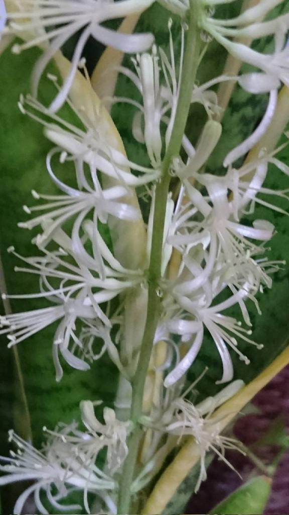 サンスベリア Twitter Search