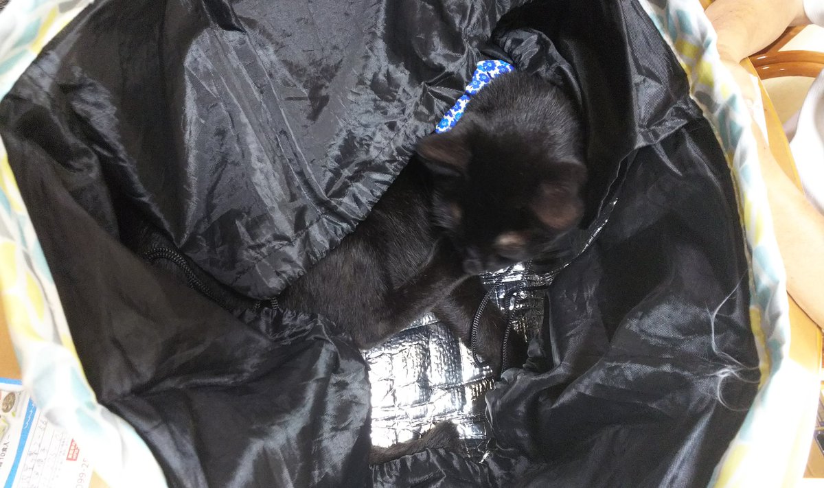 擬態 のtwitter検索結果 Yahoo リアルタイム検索