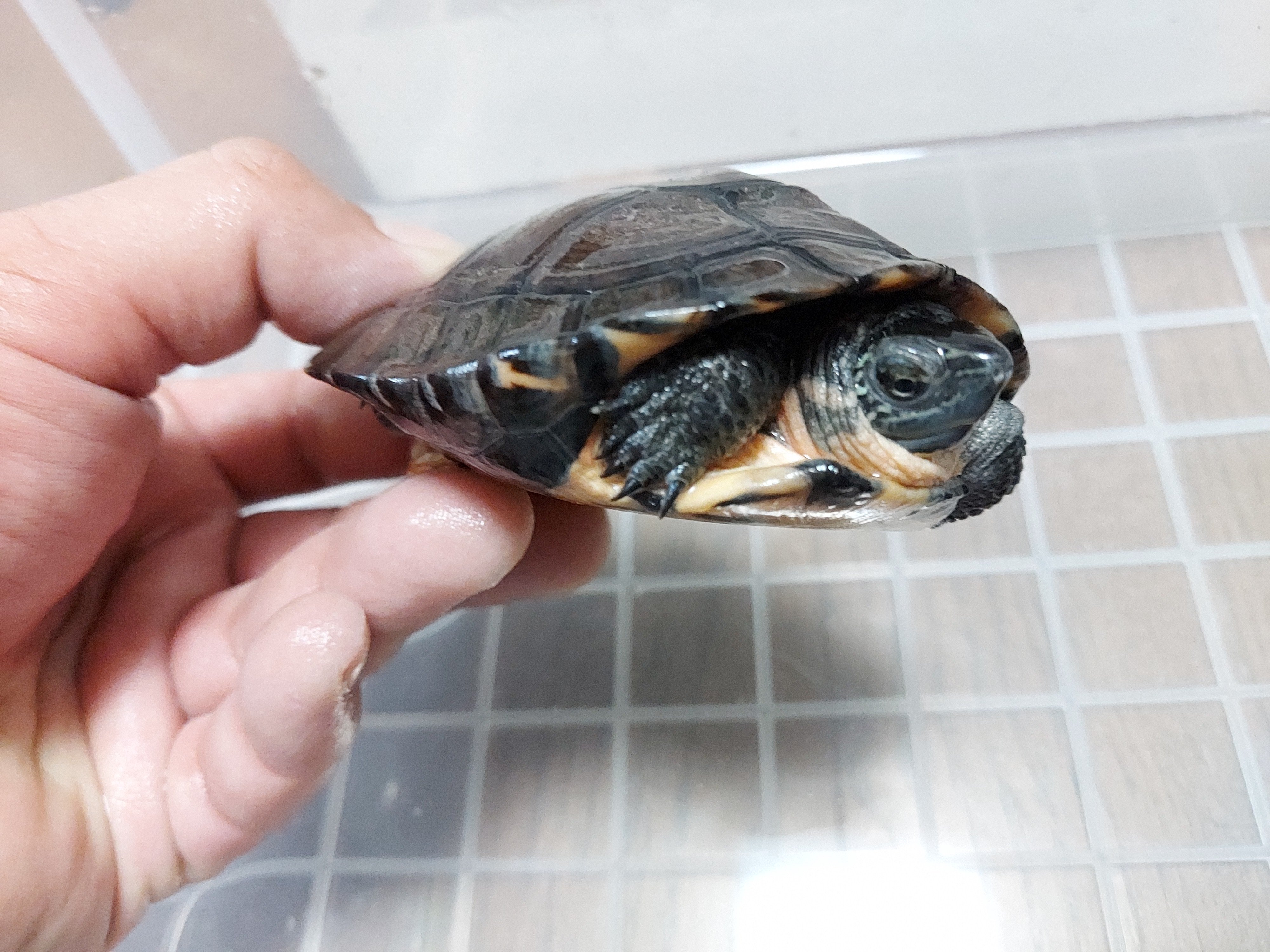 カントンクサガメ Twitter Search Twitter