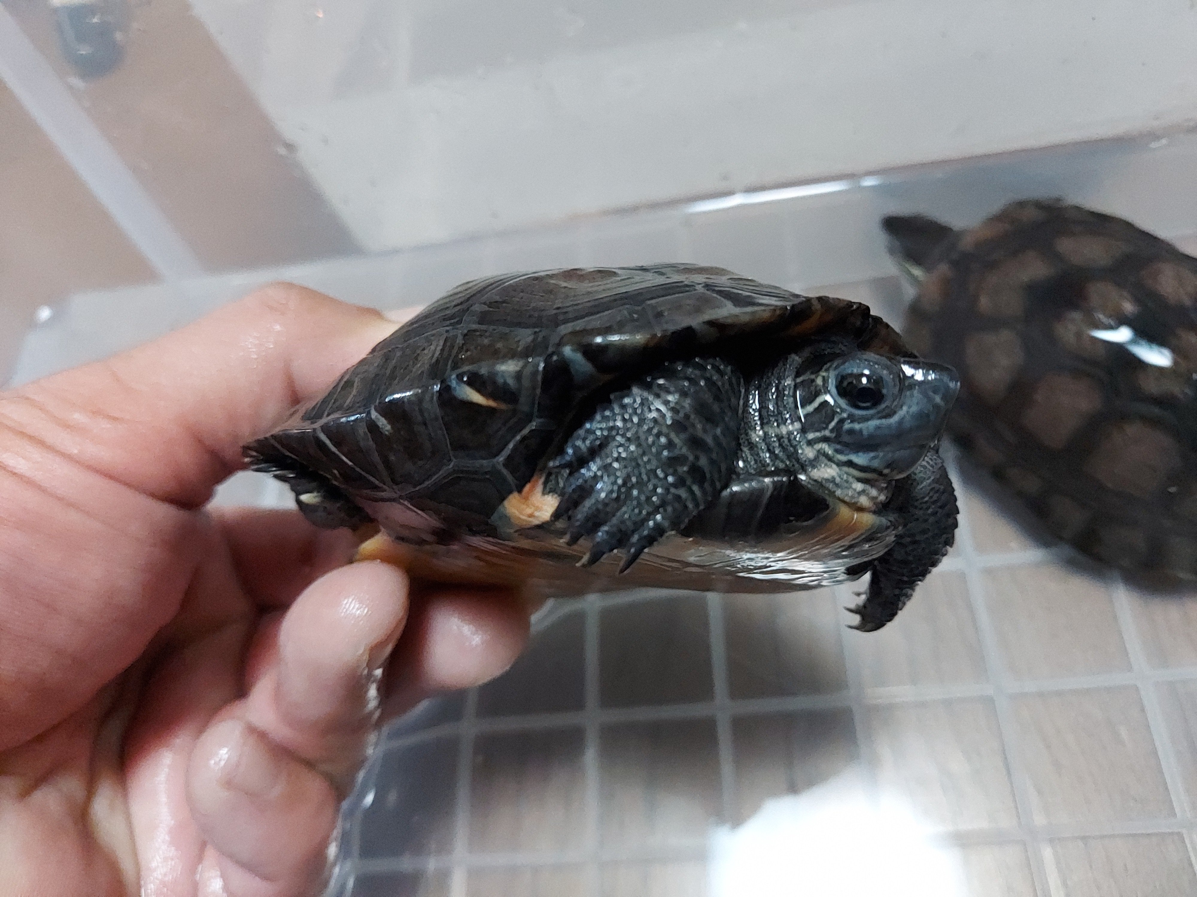 カントンクサガメ Twitter Search Twitter