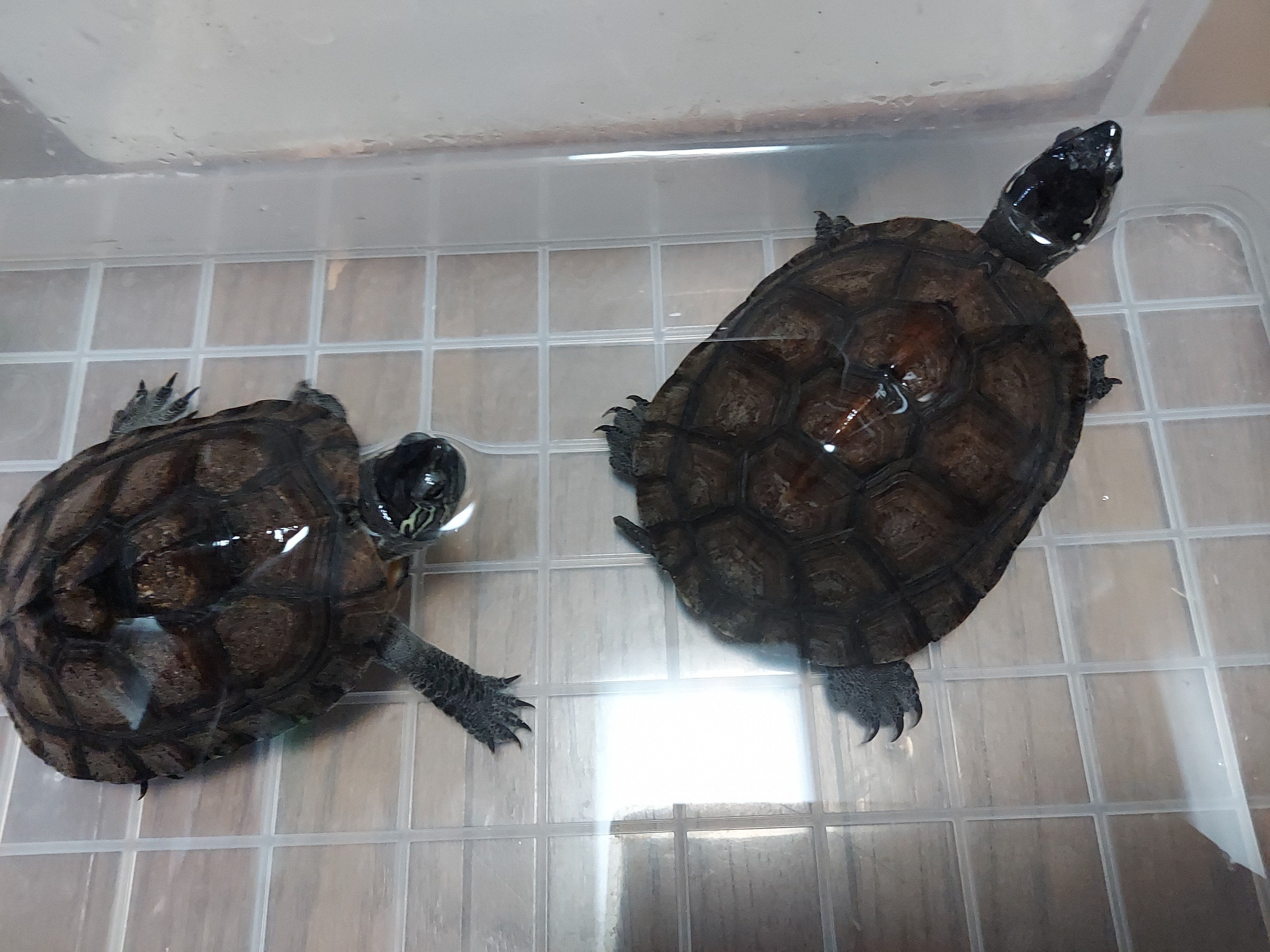 カントンクサガメ Twitter Search Twitter