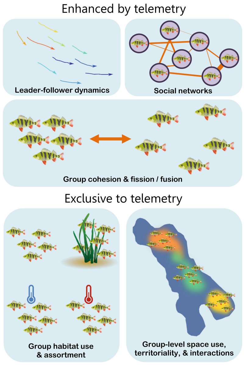 FishTelGroup's tweet image. On the role of #lakes in revealing nature of #animalmovement through #telemetry - new paper &amp;amp; great effort by @FisheriesRobert and a large team of authors from the @FishTelGroup …ementecologyjournal.biomedcentral.com/articles/10.11… #animaltracking #fishtelemetry #fishsci #movementecology @Alternet_Europe