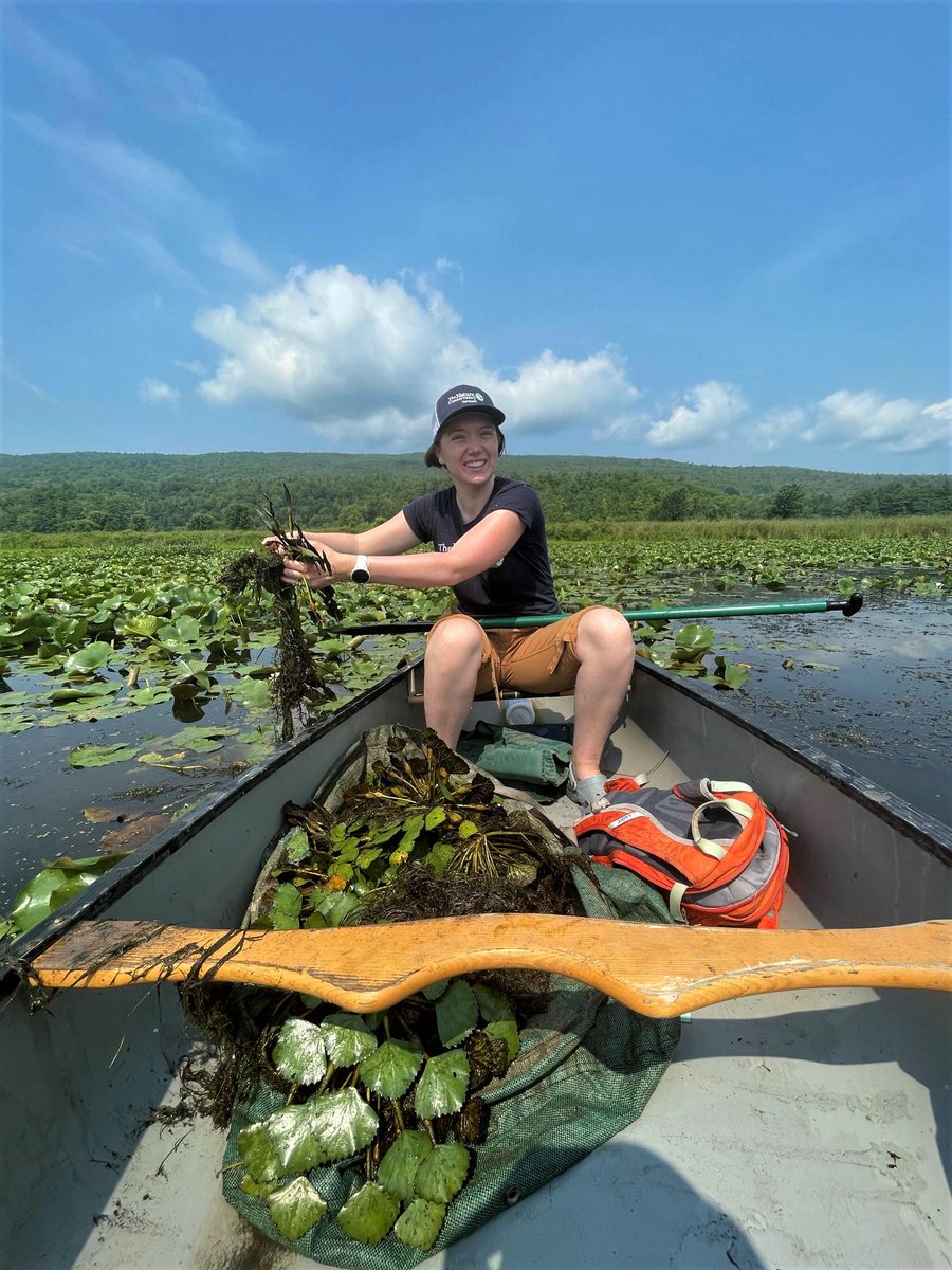 TNCvermont's tweet photo. Management of invasive species is an important piece in maintaining our natural areas. Our staff spent the day removing water chestnut. Thank you to staff and volunteers who commit themselves to paddling and pulling for days each summer!
#vtnature #vtsummer #invasiveremoval https://t.co/Mi2BX8hPVN