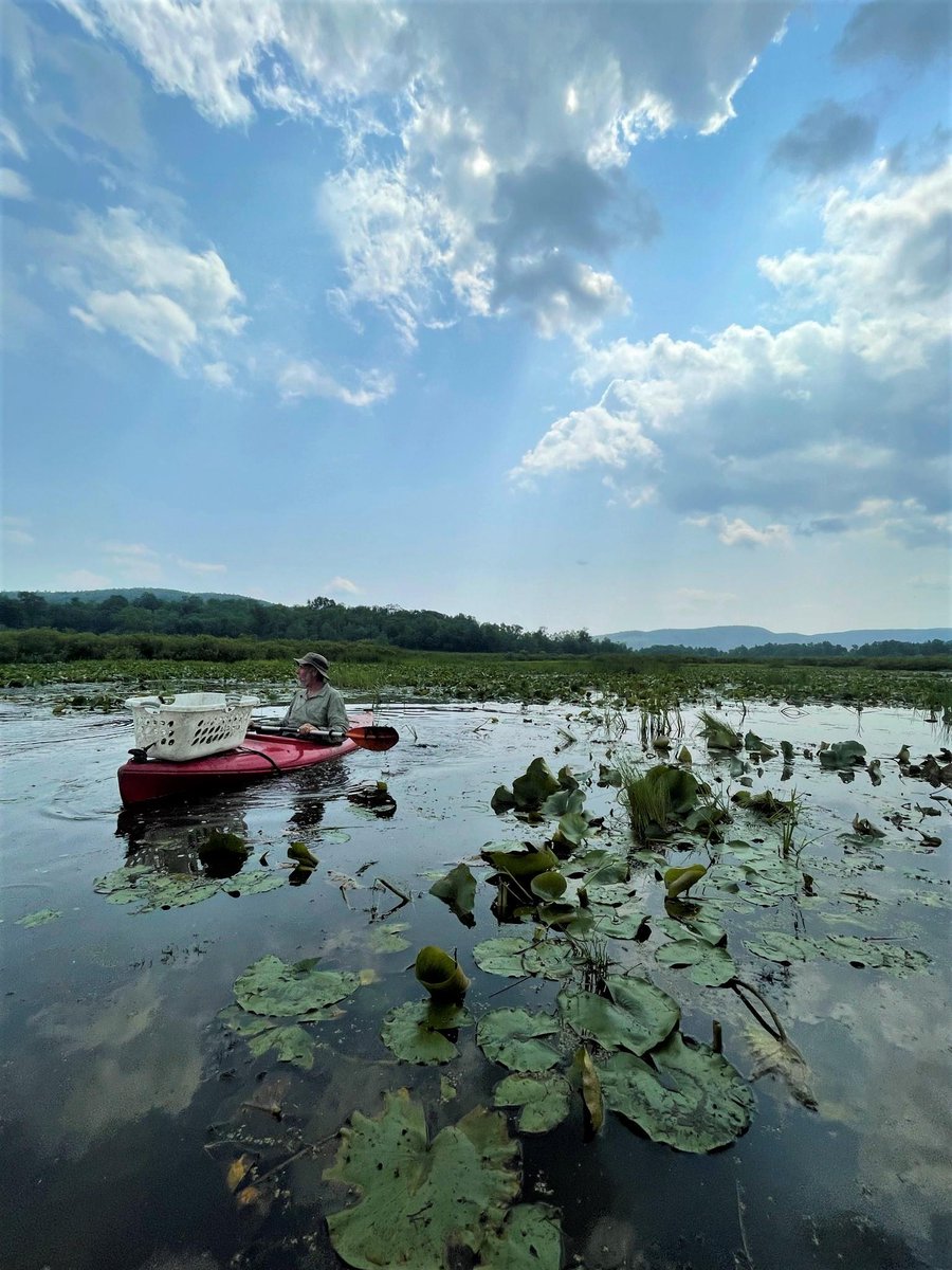 TNCvermont's tweet photo. Management of invasive species is an important piece in maintaining our natural areas. Our staff spent the day removing water chestnut. Thank you to staff and volunteers who commit themselves to paddling and pulling for days each summer!
#vtnature #vtsummer #invasiveremoval https://t.co/Mi2BX8hPVN