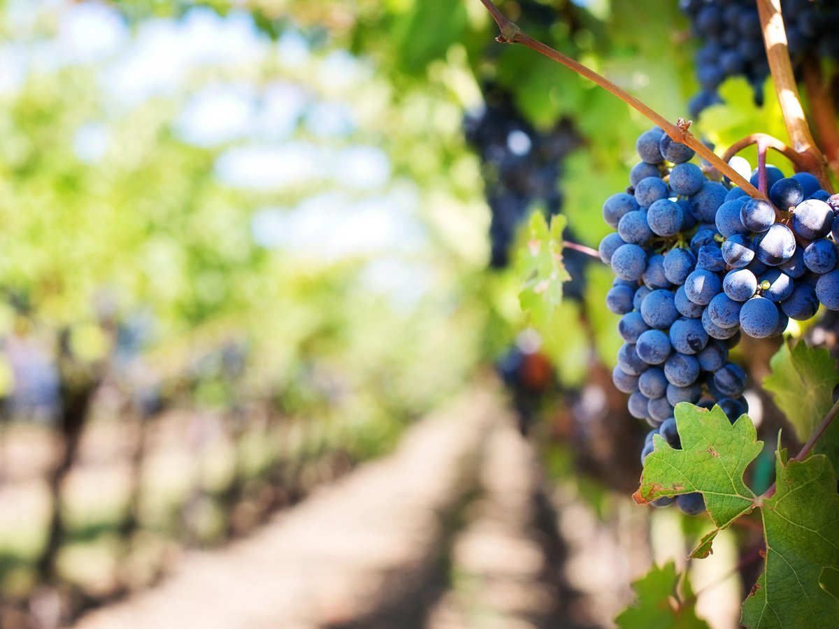 Looking for a special #staycation close to home? How about a Grape Escape Romantic Experience that includes a wine tour at <a href="/KinVineyards/">KIN Vineyards</a>, a $75 food credit redeemable at <a href="/graffitiskanata/">GraffitisKanata</a> and much more...

Book today at bit.ly/3ye92hJ.

#myottawa #holidayinnkanata