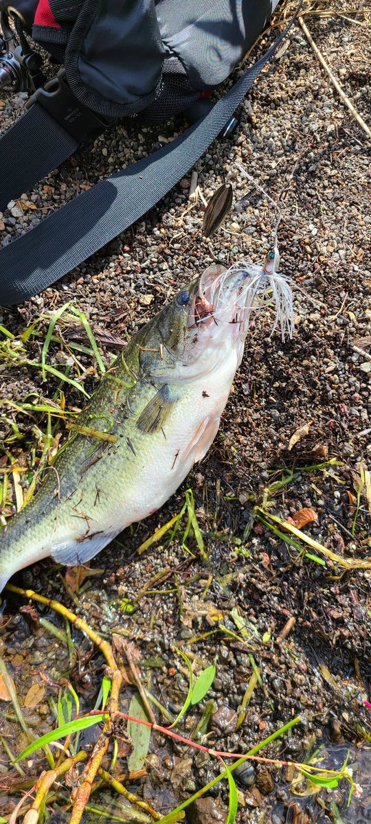 Kat バス釣り愛好家 デカハネ参戦 A Twitter 本日も放流バスありがとうございます 河口湖は涼しくて釣りしやすい バス釣り 河口湖 人間に優しい気温