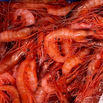 Començam parlant de la gamba vermella, que enguany escasseja a Menorca. Ens explica el motiu el patró major de la Cofradia de Pescadors, Pitu Quintana. 

ib3.org/directe?c=radio